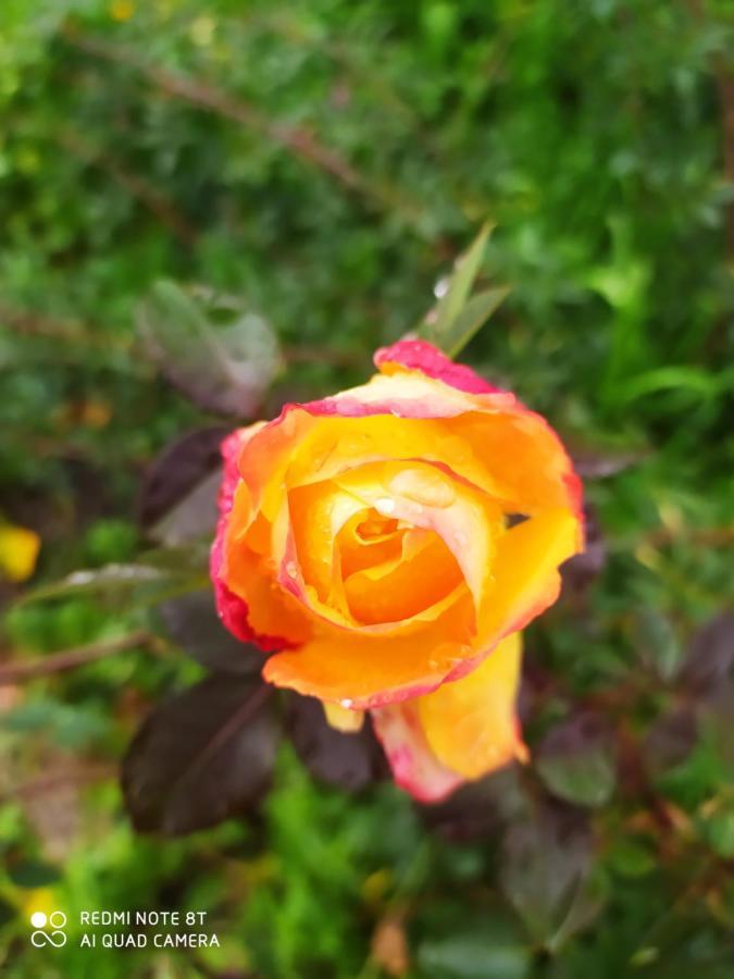 Quinta Da Lua Nova Bed & Breakfast Travancinha Dış mekan fotoğraf